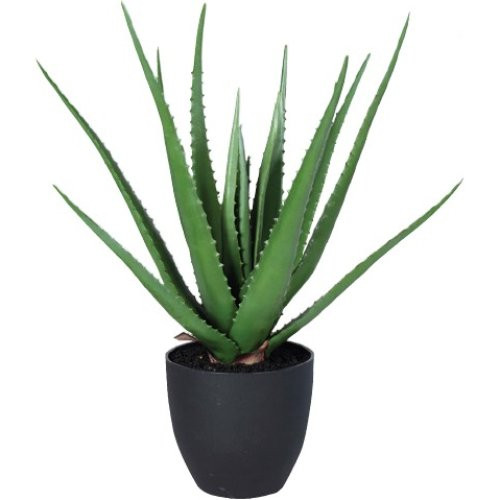 Nepplant Aloë Vera